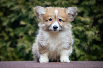 Obraz premium Welsh Corgi Pembroke puppy on a walk