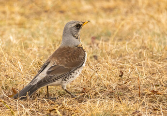 Fieldfare perch in natural habitat