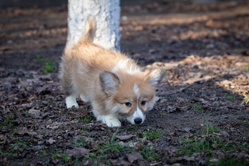 Welsh Corgi Pembroke puppy on a walk