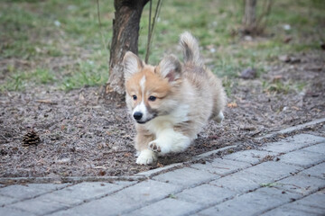 Welsh Corgi Pembroke puppy on a walk