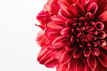 Closeup of a red flower isolated on a white background, featuring a big and shaggy appearance