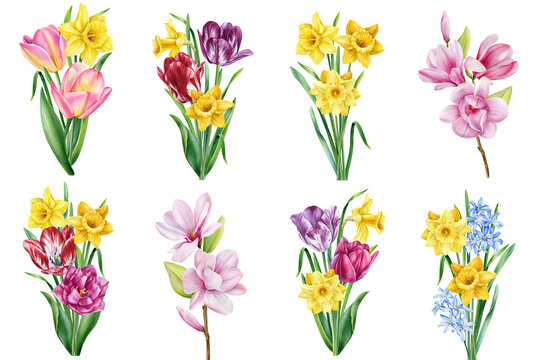 Spring flower bouquet watercolor painting. Hand painted colorful floral composition tulip, narcissus, hyacinth, magnolia
