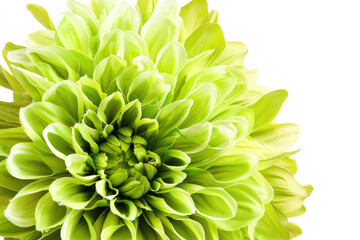 Closeup of a green flower isolated on a white background, featuring a big and shaggy appearance