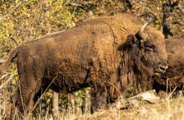 Fototapeta premium European Bison reintroduced on the Balkans