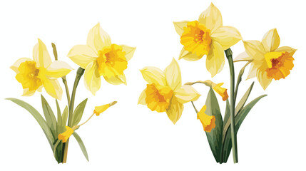 Fototapeta na wymiar Yellow narcissus on an isolated white background water