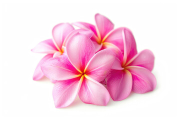 Fototapeta na wymiar Pink frangipani flowers on a white background