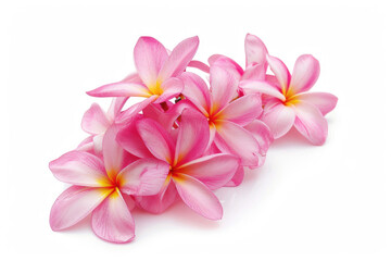 Pink frangipani flowers on a white background