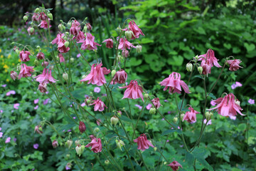 Aquilegia vulgaris, pink Columbine flower