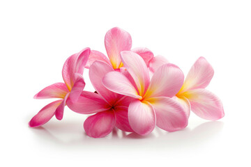 Fototapeta na wymiar Pink frangipani flowers on a white background