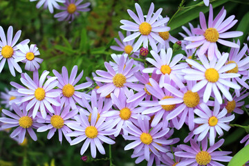 Purple daisies in the garden, senecio glastifolius closeup