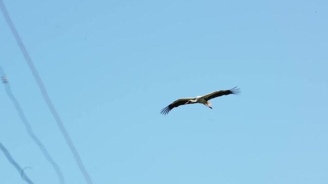 A stork lands in its nest against the blue summer sky.