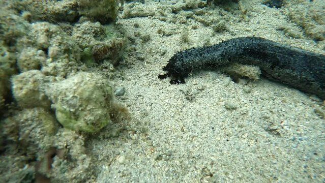 A sea cucumber eats sand, zooming in on its mouth.