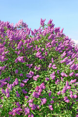 Lilac flowers with green leaves in sunny spring day
