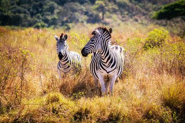 Zebra's in the wild in South Africa. Standing on grass in the sunshine while on safari. - Powered by Adobe