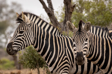 Fototapeta na wymiar Zebra's in the wild in South Africa. Standing on grass in the sunshine while on safari.