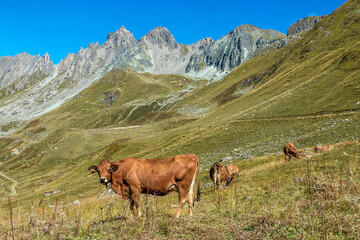 Paysage du Beaufortain en été , avec vaches à l' alpage , Savoie , Alpes , France