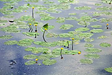 Water lilies on the river