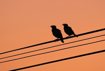 Silhouettes of two myna bird sitting on a wire against the sunset sky.this photo was taken from,Chittagong,Bangladesh.