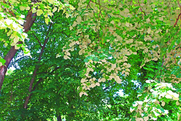 Fototapeta na wymiar Foliage of linden tree (white leaves - back view of linden foliage) in the park
