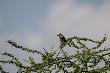 spotted African beautiful bird in natural conditions on a sunny spring day in Kenya