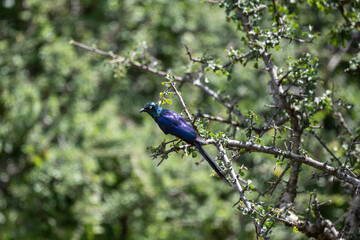 blue pearlescent beautiful bird in natural conditions on a spring sunny day in Kenya