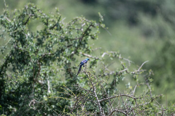 blue pearlescent beautiful bird in natural conditions on a spring sunny day in Kenya