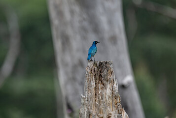 blue pearlescent beautiful bird in natural conditions on a spring sunny day in Kenya