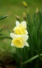 Daffodils yellow flowers on bokeh garden background, spring garden image by manual  Helios lens.