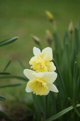 Fototapeta na wymiar Daffodils yellow flowers on bokeh garden background, spring garden image by manual Helios lens.