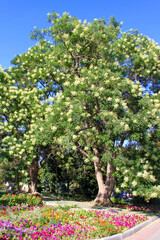 Blooming acacia tree in the park