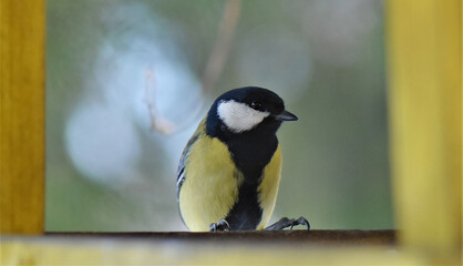 titmouse on a branch