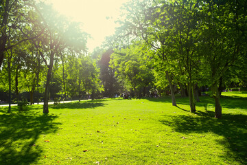 Fototapeta premium 芝生の公園