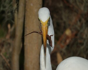 Great Egret with its Fresh Ano;e Lizard Catch 