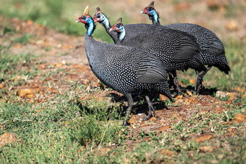 beautiful helmeted guinea fowl in natural conditions on a sunny spring day in Kenya