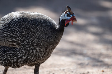 beautiful helmeted guinea fowl in natural conditions on a sunny spring day in Kenya - obrazy, fototapety, plakaty