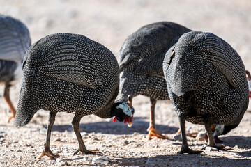 beautiful helmeted guinea fowl in natural conditions on a sunny spring day in Kenya