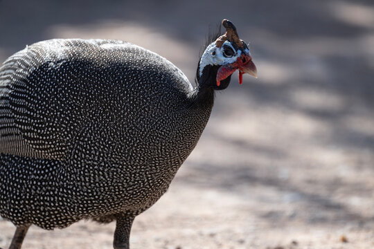 beautiful helmeted guinea fowl in natural conditions on a sunny spring day in Kenya