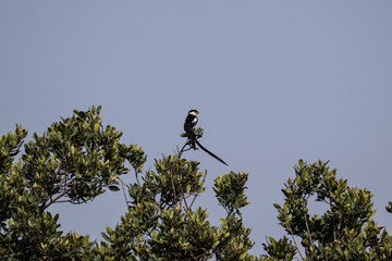 beautiful black bird with a long tail in natural conditions on a spring sunny day in Kenya
