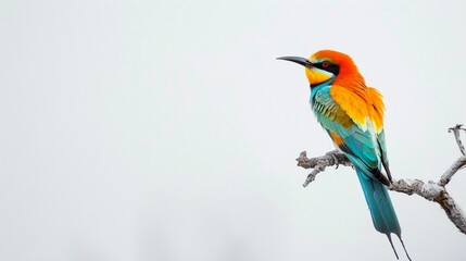 lilac breasted roller