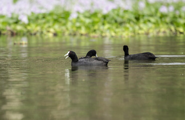 beautiful black ducks in natural conditions on a sunny spring day in Kenya