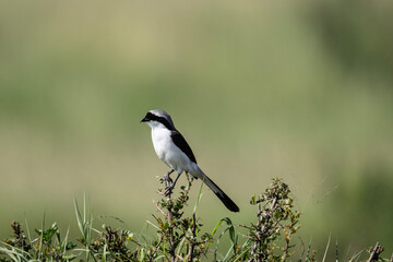 Obraz premium beautiful shrike bird in natural conditions on a sunny spring day in Kenya