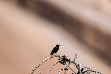 beautiful shrike bird in natural conditions on a sunny spring day in Kenya
