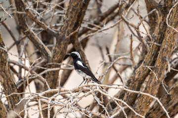 beautiful shrike bird in natural conditions on a sunny spring day in Kenya