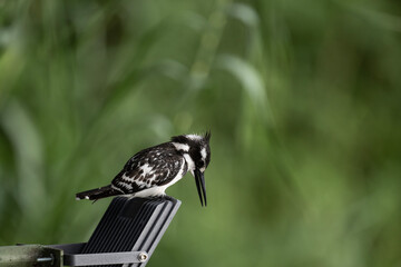 black and white kingfisher in natural conditions on a sunny spring day in Kenya