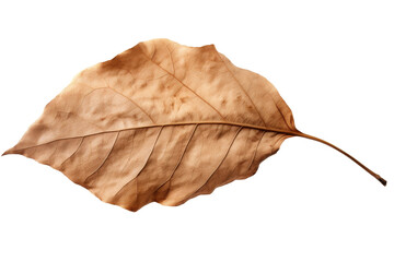 Solitary Leaf Embracing Minimalism on Pure White Canvas. On a White or Clear Surface PNG Transparent Background.