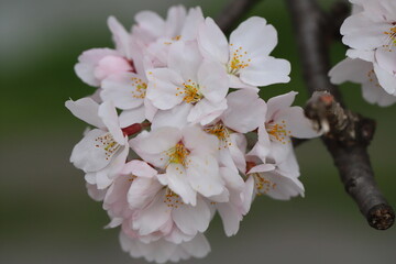 日本の春の庭に咲く薄桃色のソメイヨシノの桜の花