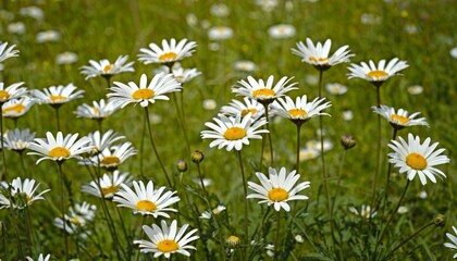 Fototapeta premium Daisies On Field Abstract Spring Landscape background