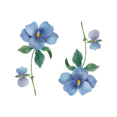 Vector pansies in watercolour style. Pansies clip art isolated on white background 