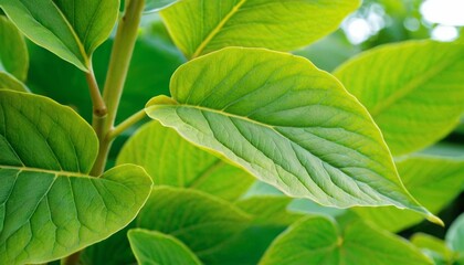 Obraz premium Nature of green leaf in garden at summer. Natural green leaves plants using as spring background