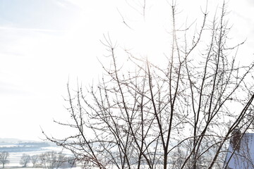 bold trees in snow covered landscape